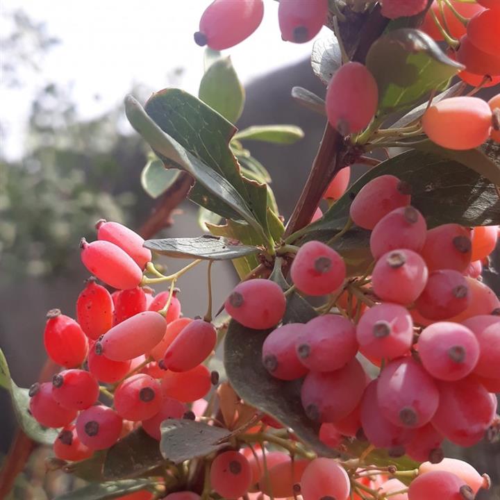 زرشک خشک محصول زعفران سپیده دم شمس